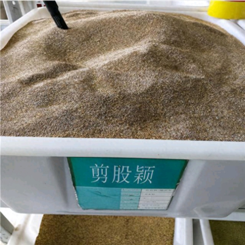 匍匐型剪股颖草籽低矮高尔夫球场别墅庭院绿化四季常青草坪