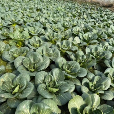 大型蔬菜基地直供，
