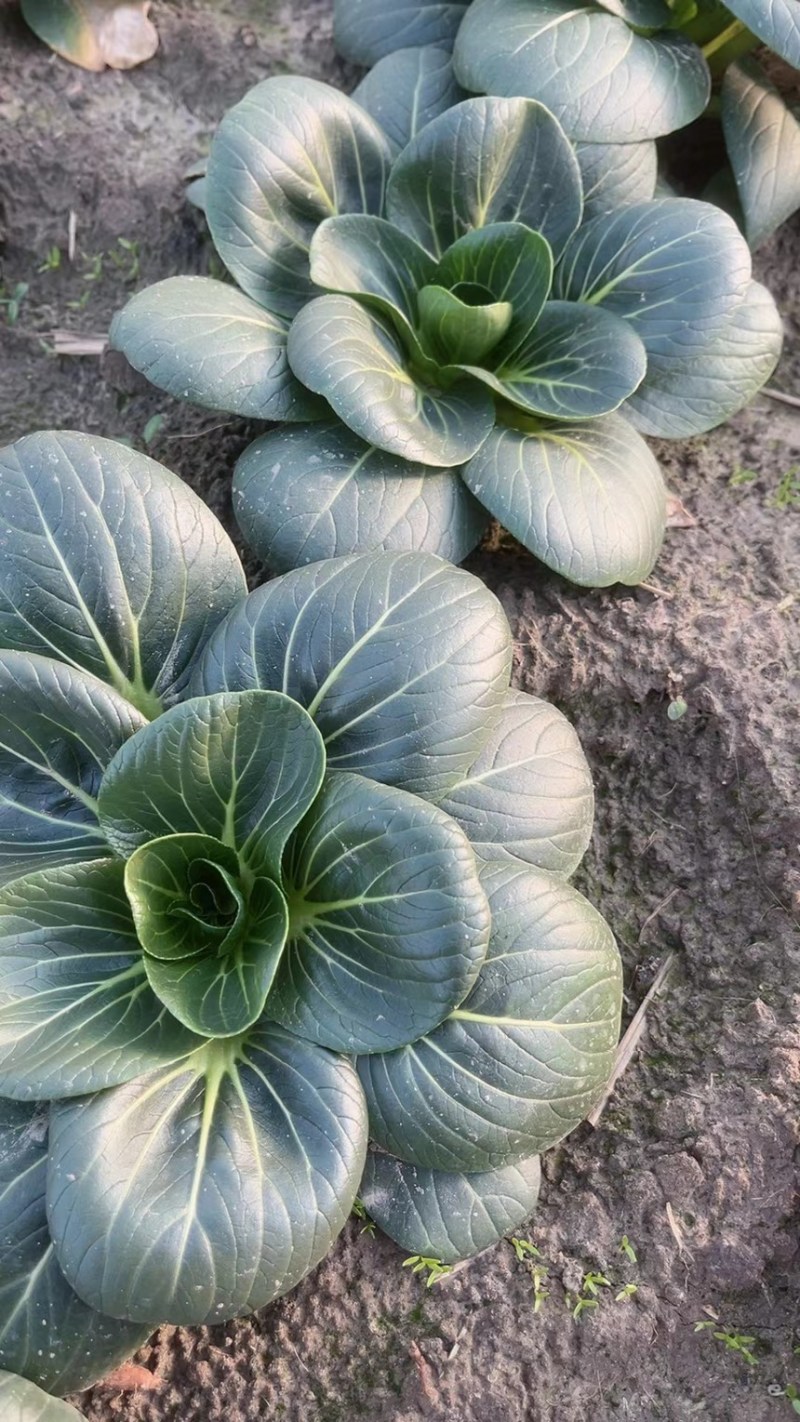 大型蔬菜基地直供，