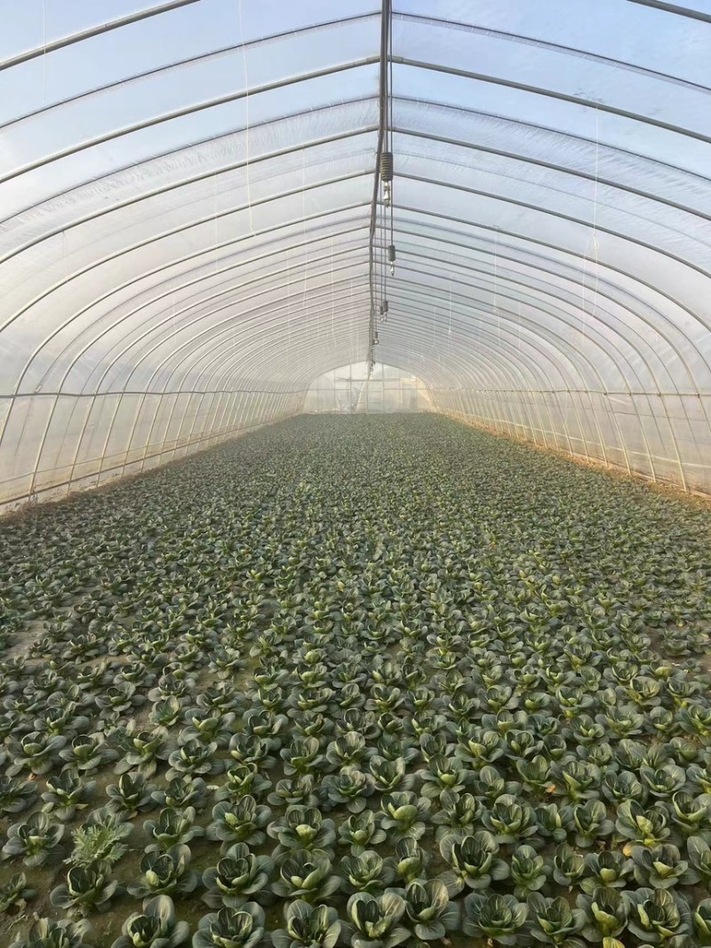 大型蔬菜基地直供，