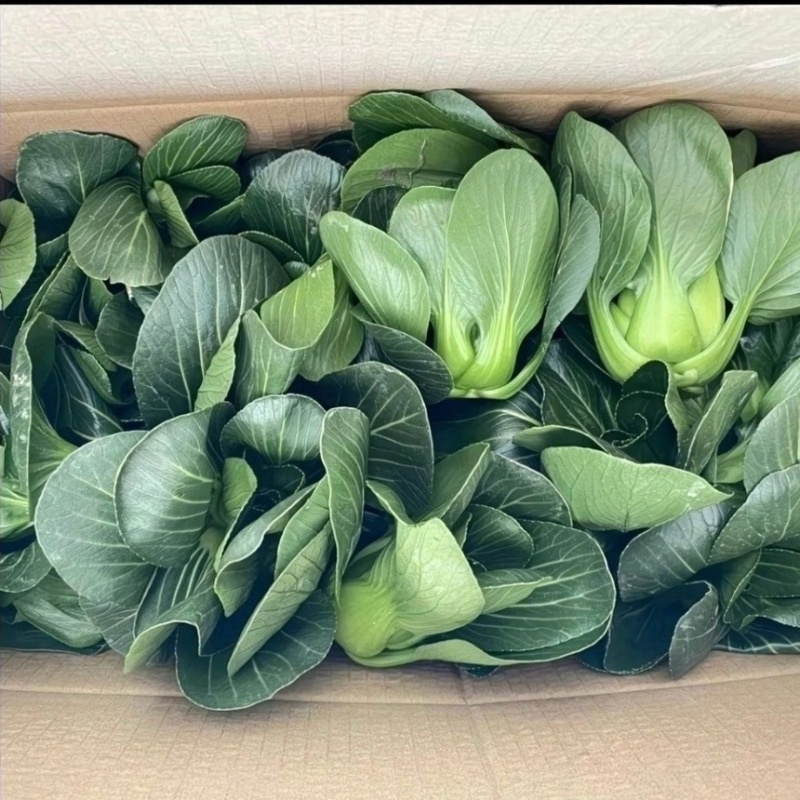 大型蔬菜基地直供，
