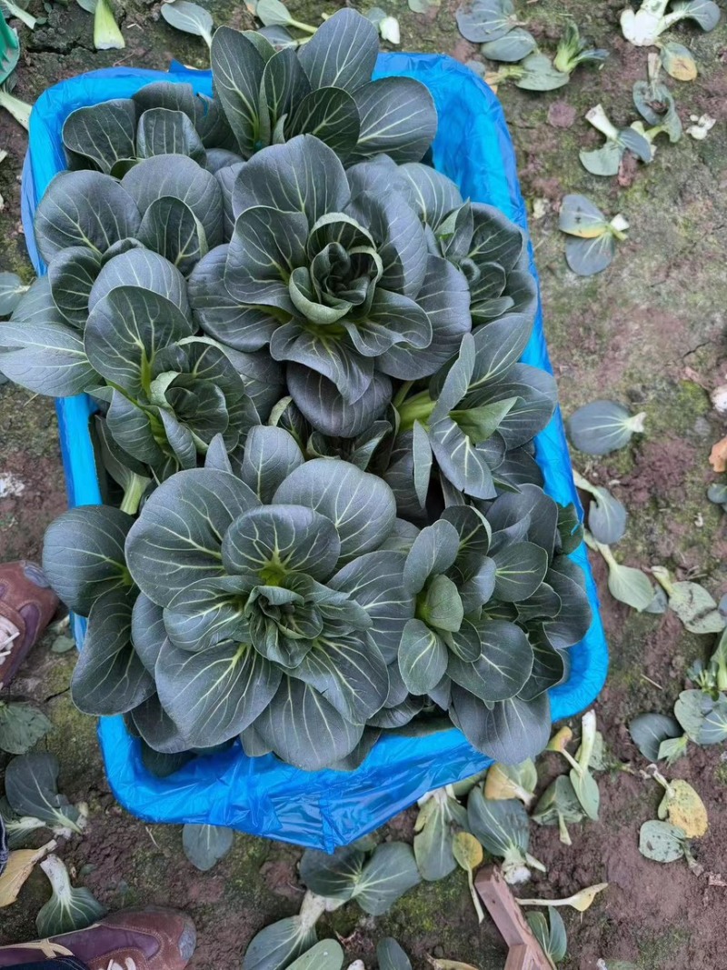 大型蔬菜基地直供，