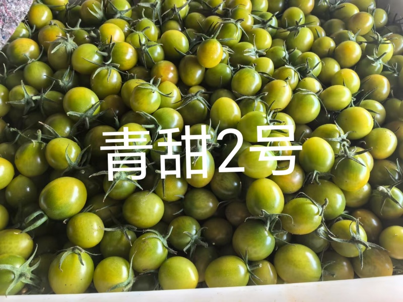 【海量货源】青甜2号圣女果绿色小番茄新鲜采摘发货产地直发