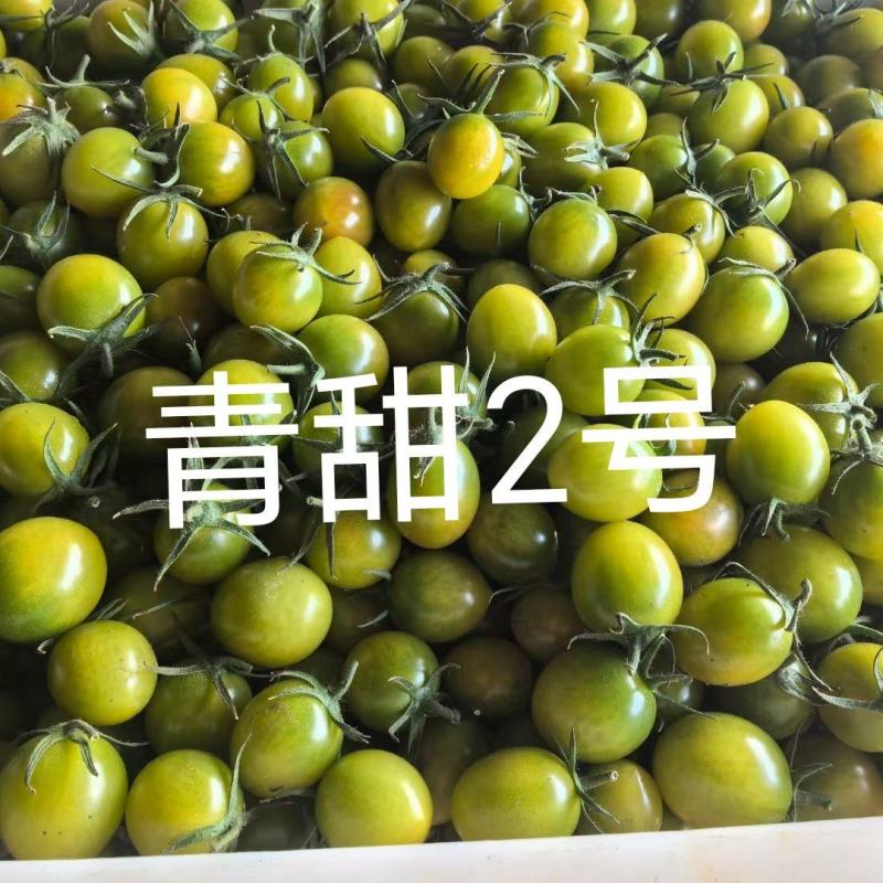 【海量货源】青甜2号圣女果绿色小番茄新鲜采摘发货产地直发