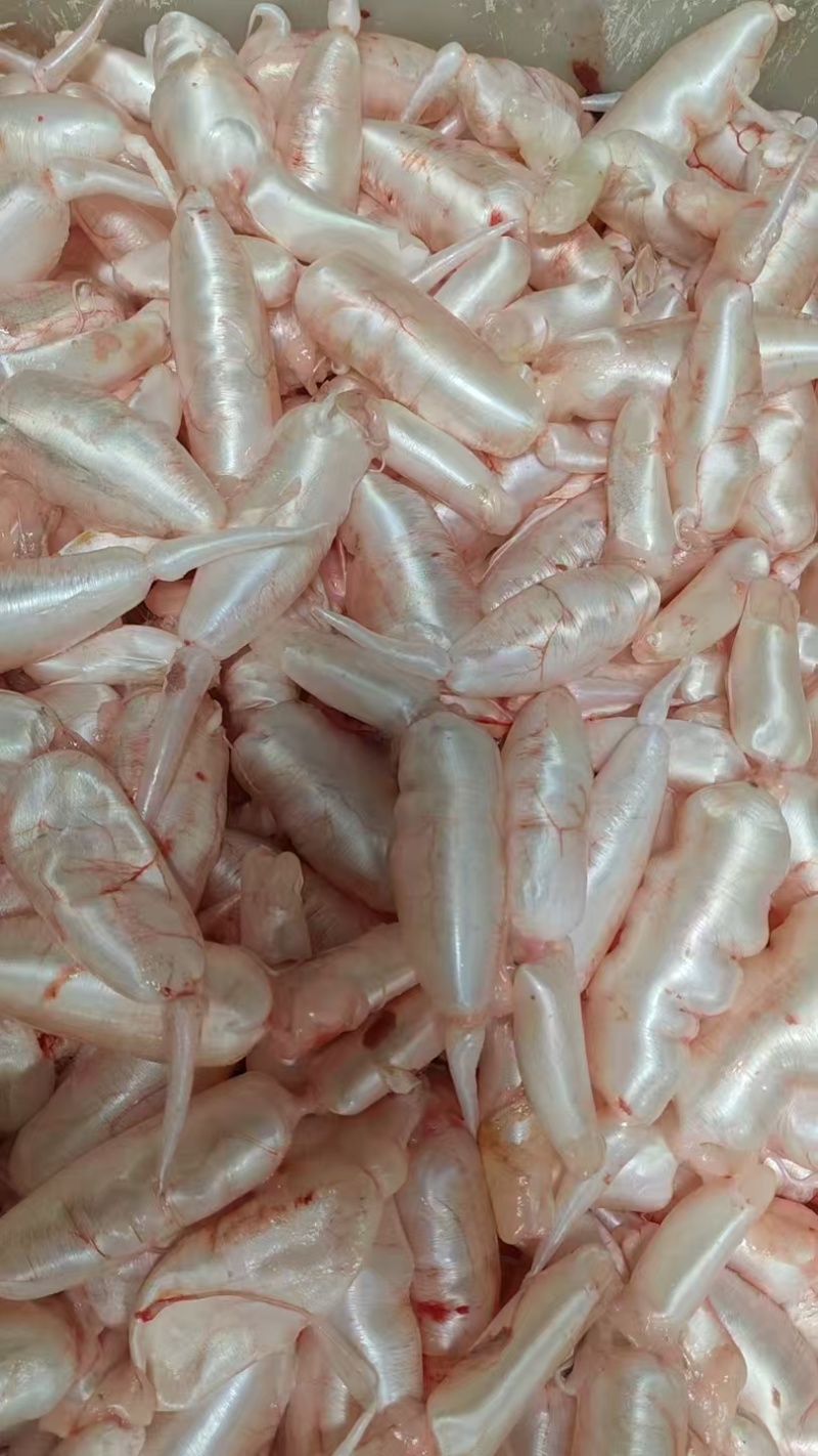 现货翘嘴鱼泡，鲜鱼泡现有1500斤，欢迎认购