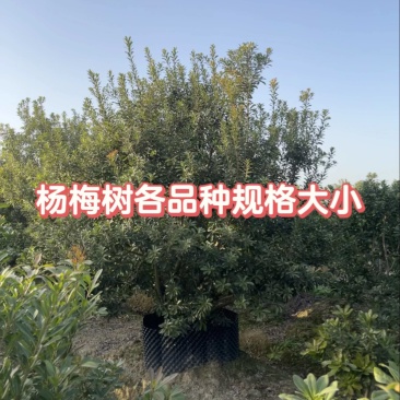 荸荠杨梅树苗，东魁杨梅树苗