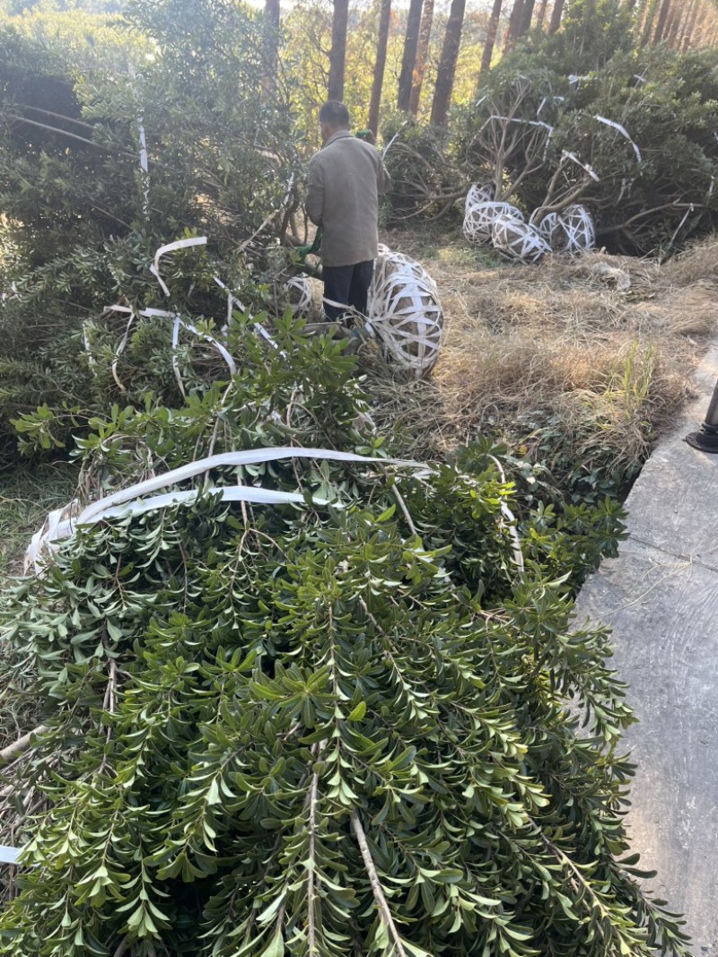 荸荠杨梅树苗，东魁杨梅树苗