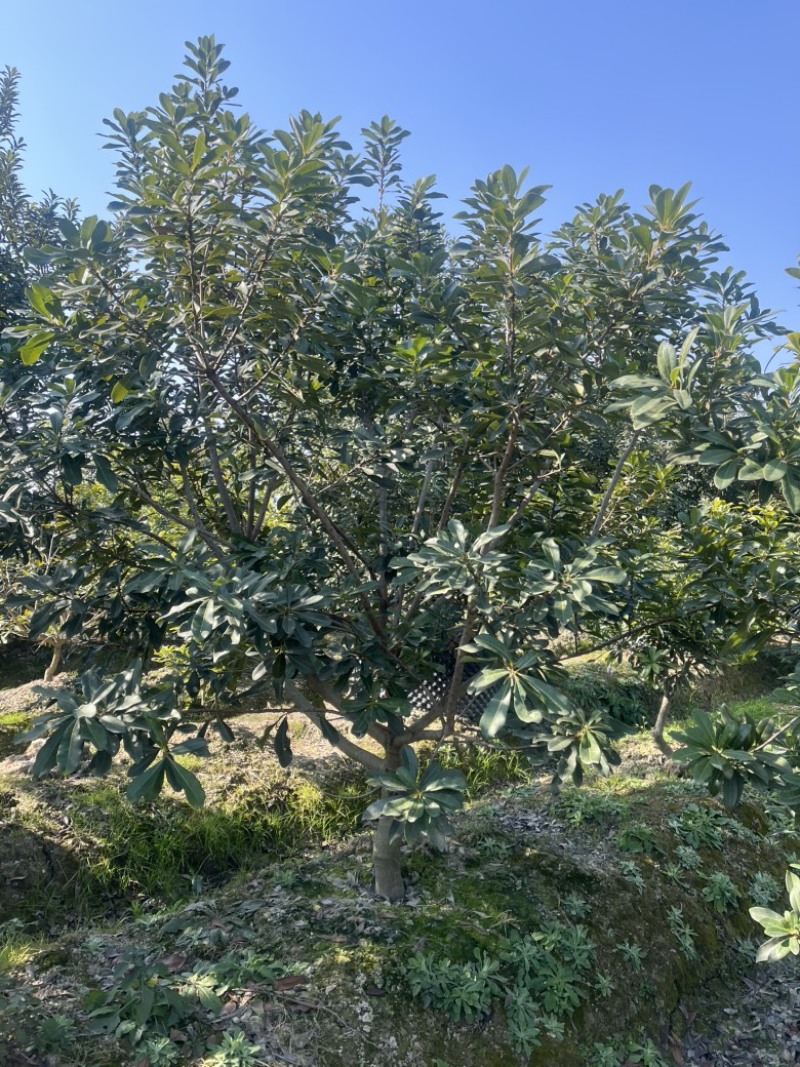 荸荠杨梅树苗，东魁杨梅树苗