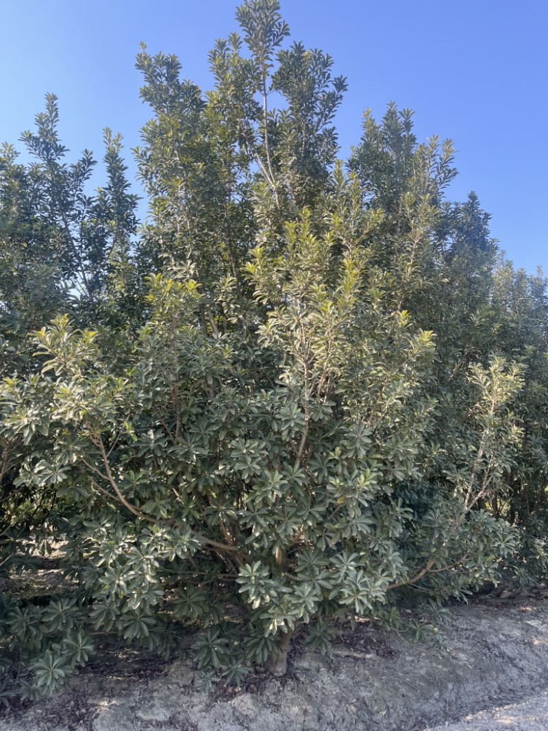荸荠杨梅树苗，东魁杨梅树苗