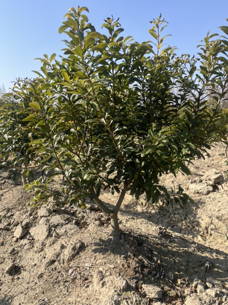 荸荠杨梅树苗，东魁杨梅树苗