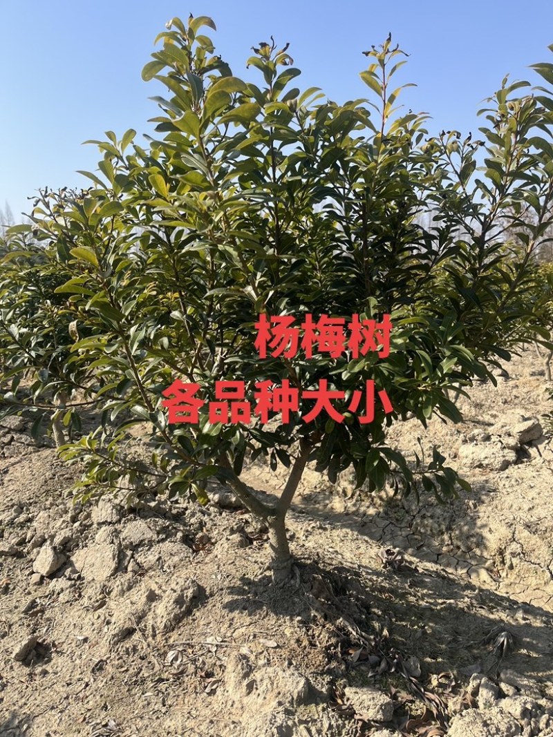 荸荠杨梅树苗，东魁杨梅树苗