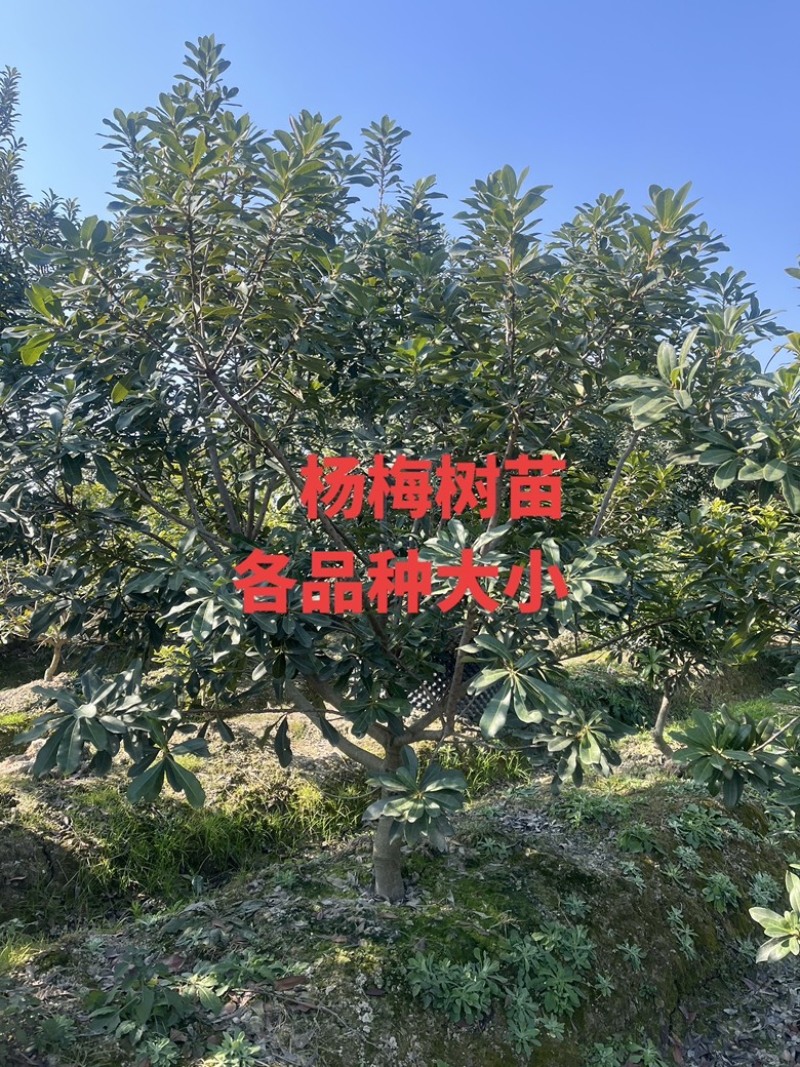 荸荠杨梅树苗，东魁杨梅树苗