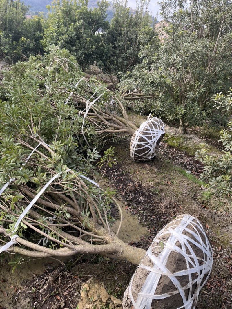 荸荠杨梅树苗，东魁杨梅树苗