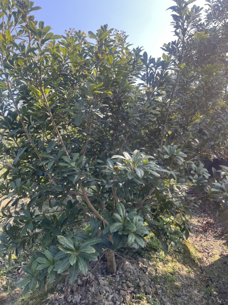 荸荠杨梅树苗，东魁杨梅树苗