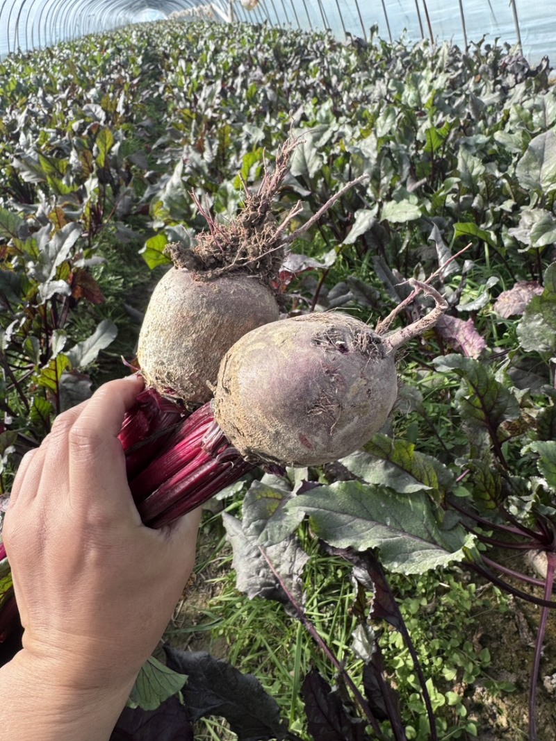 现货甜菜根小果随时装车！！！