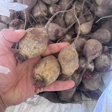 现货甜菜根小果随时装车！！！