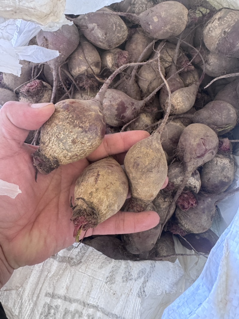 现货甜菜根小果随时装车！！！