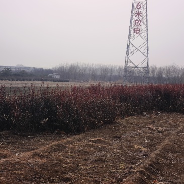 红叶小檗