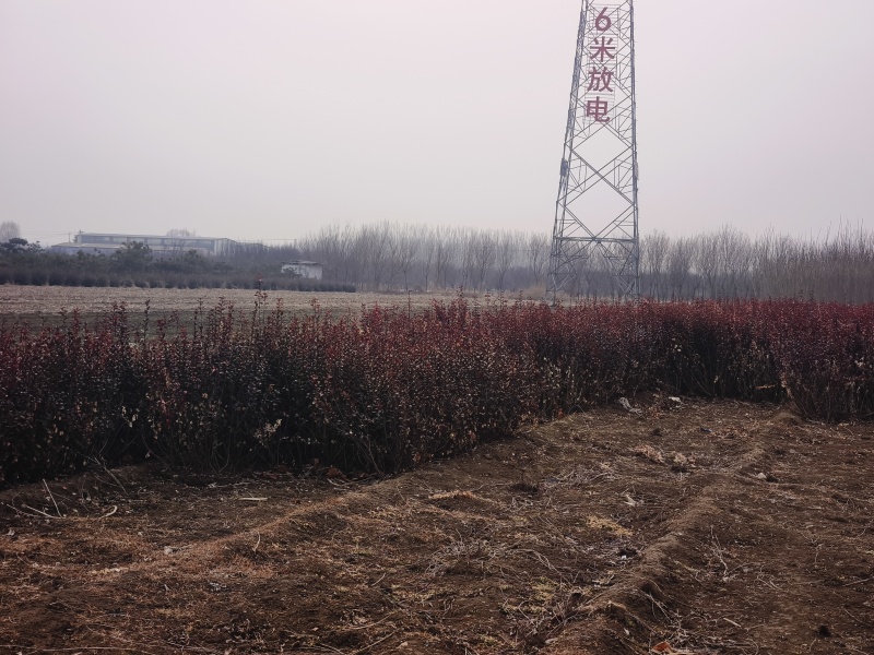 红叶小檗