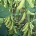 辽鲜一号毛豆种子大荚青黄豆籽高产抗病抗倒伏菜用毛豆种籽