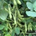 辽鲜一号毛豆种子大荚青黄豆籽高产抗病抗倒伏菜用毛豆种籽