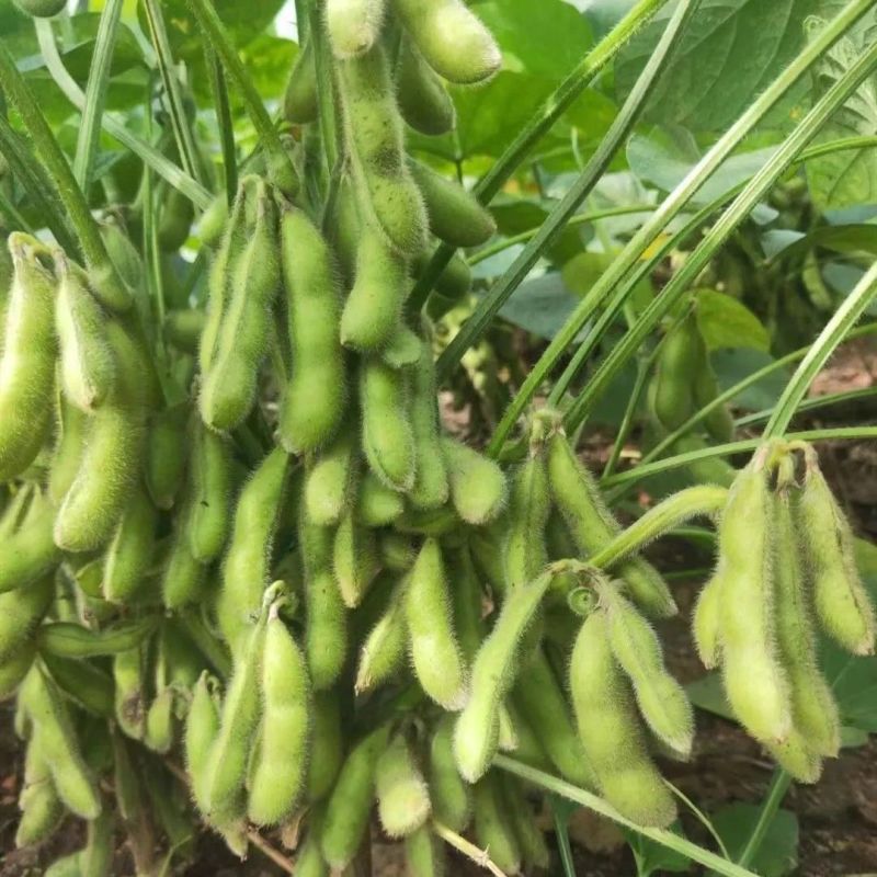 辽鲜一号毛豆种子大荚青黄豆籽高产抗病抗倒伏菜用毛豆种籽