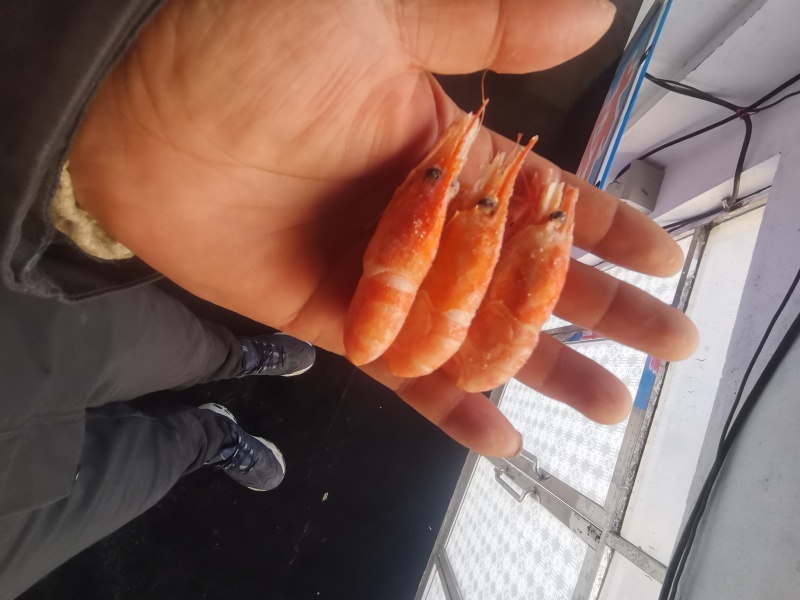 北极虾库存清库，谁要拿走，虾质量没有问题，给个信息费就行