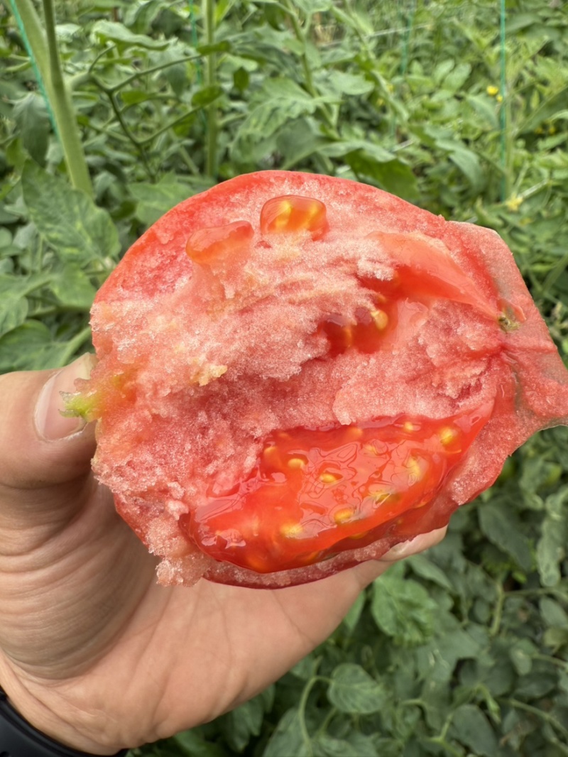 攀枝花老品种口感西红柿