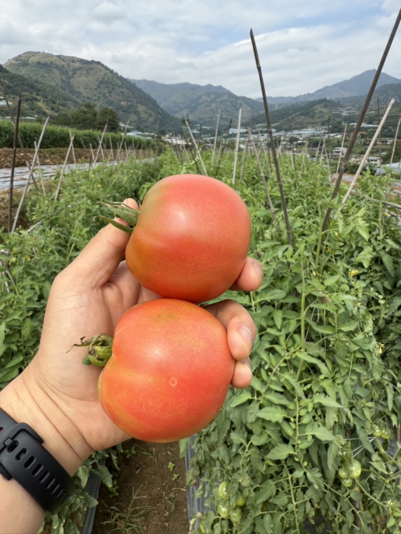 攀枝花老品种口感西红柿