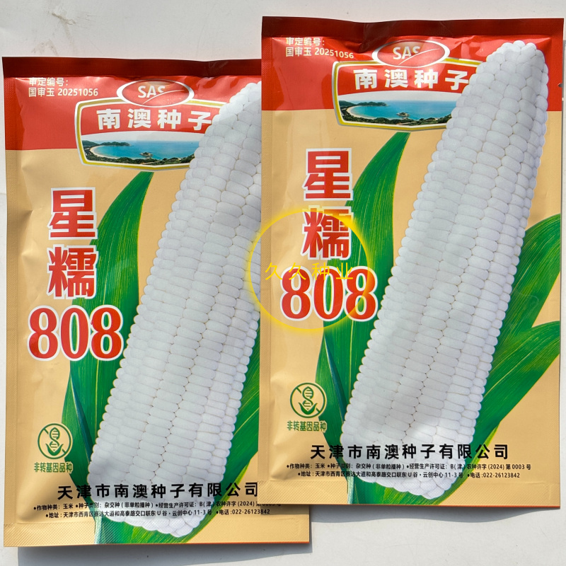 星糯808白糯玉米种子籽早熟大棒甜加糯高产春夏秋季播