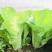 青硕寒美快菜种子生长速度快叶色亮绿内心鲜黄甜嫩耐抽苔性强