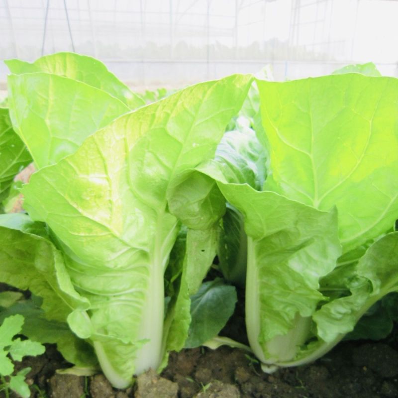 青硕寒美快菜种子生长速度快叶色亮绿内心鲜黄甜嫩耐抽苔性强