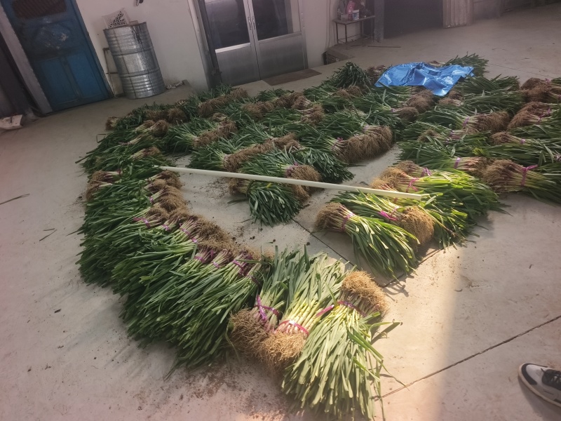 蒜苗，红根蒜苗