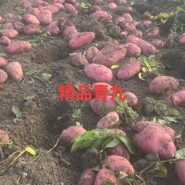云南盈江新货少量上市价格，不高，