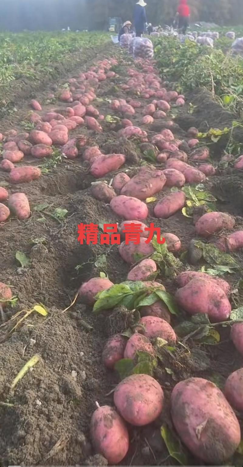 云南盈江新货少量上市价格，不高，