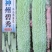 苦瓜种子神州碧秀浅绿白色长条顺直厚肉结瓜密产量高