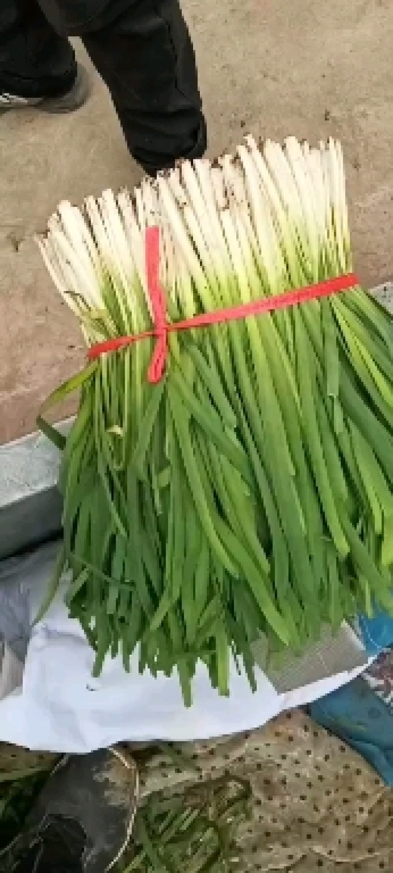 专业韭菜代办