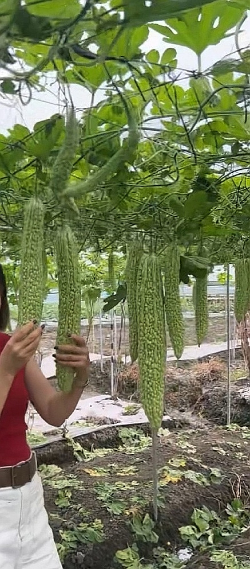苦瓜种子神州碧秀浅绿白色长条顺直厚肉结瓜密产量高