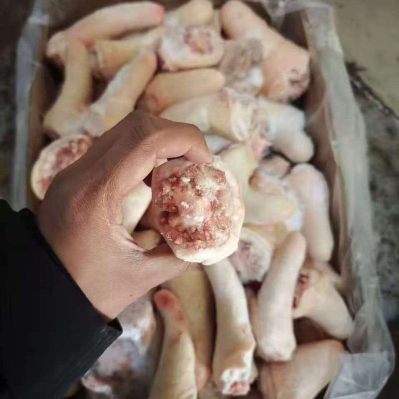 母猪短尾