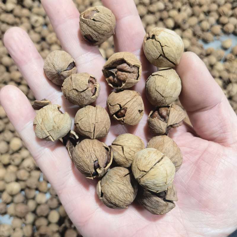 纯野生山核桃奶香味原味椒盐味大量现货