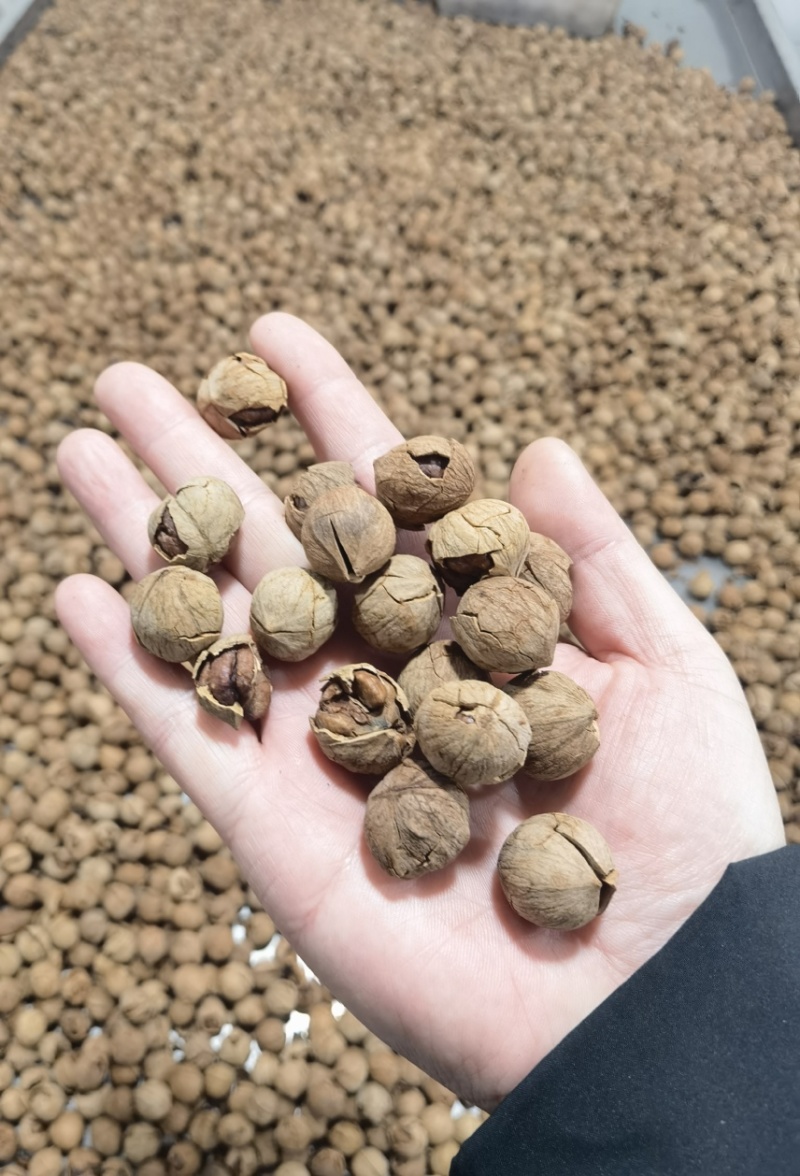 纯野生山核桃奶香味原味椒盐味大量现货