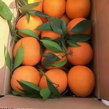 橙子
