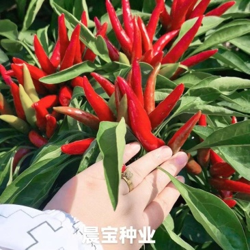 蒜乡红椒万家辣椒苗免费技术指导后期提供销路