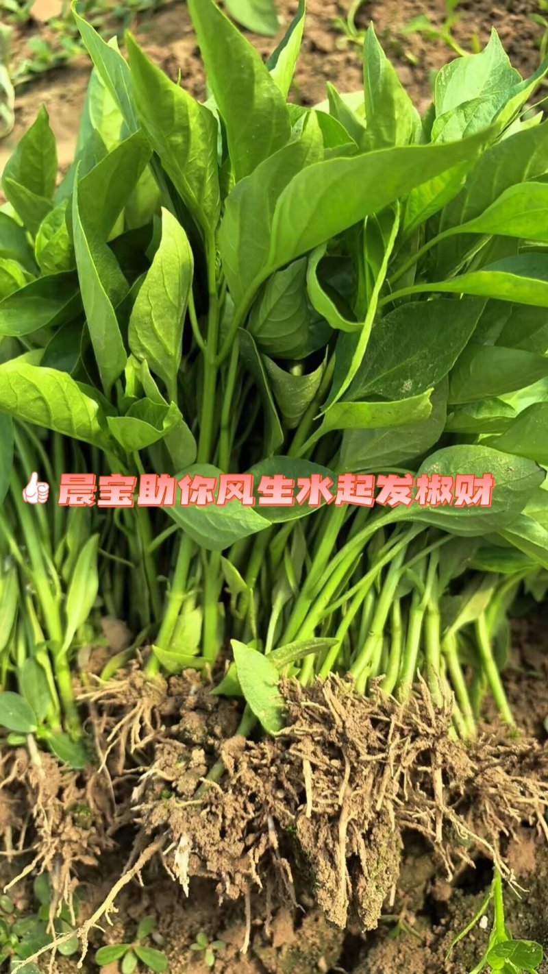 蒜乡红椒万家辣椒苗免费技术指导后期提供销路
