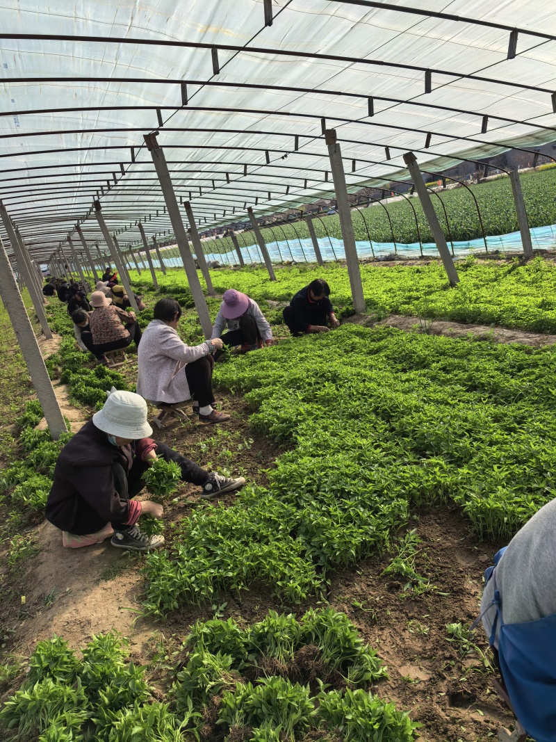 蒜乡红椒万家辣椒苗免费技术指导后期提供销路