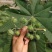 蓖麻种子四季易种易活药用价值可观产量高