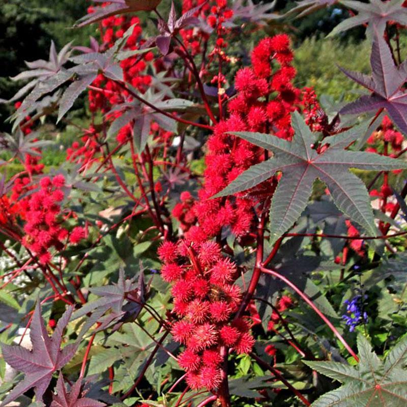 蓖麻种子四季易种易活药用价值可观产量高