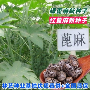 蓖麻种子四季易种易活药用价值可观产量高