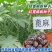 蓖麻种子四季易种易活药用价值可观产量高