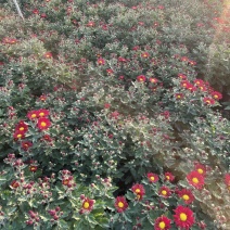 大量春节菊花、元宵菊花
